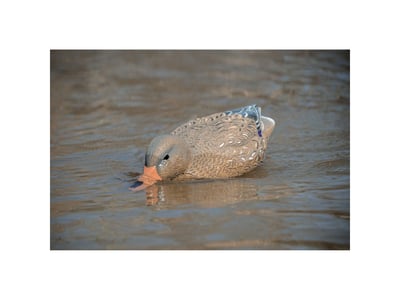 Higdon Pro Swimmer Mallard Hen