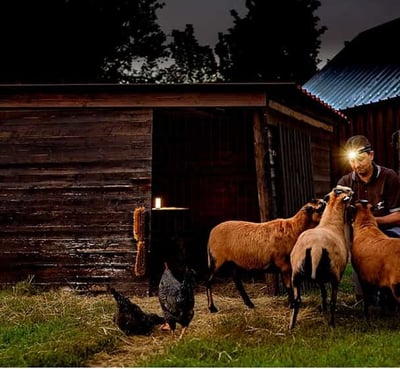 Ledlenser ML6 Lantern