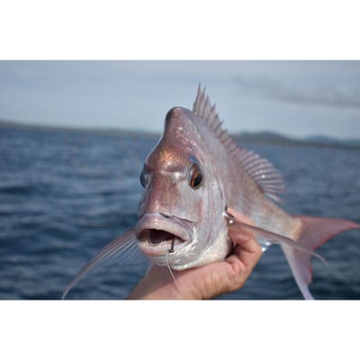 Owner 5115 Octopus Cutting Point Hook 3/0